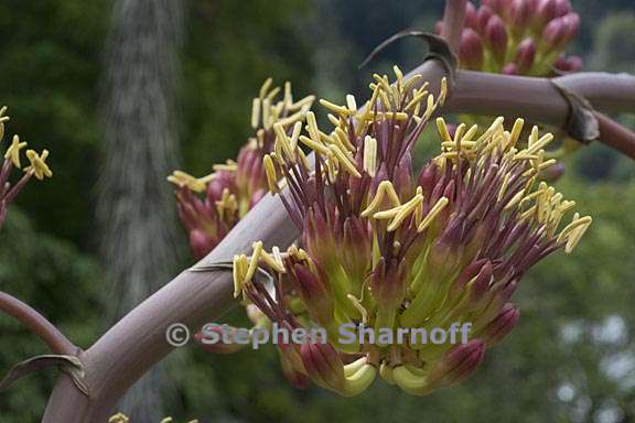 agave colorata 4 graphic